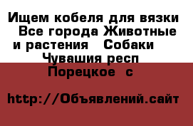 Ищем кобеля для вязки - Все города Животные и растения » Собаки   . Чувашия респ.,Порецкое. с.